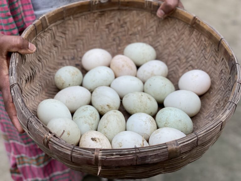 GDF (BRTUK) Livelihoods Project - duck farming